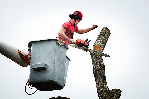 Professional Tree Services in Seeley Lake, MT